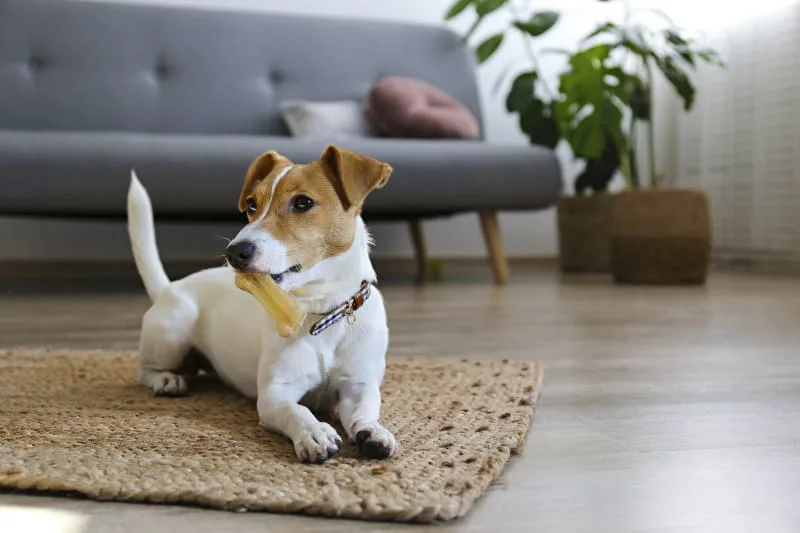 Why Does My Dog Eat Everything?
