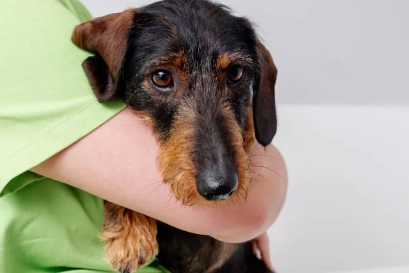 Behavioral Health: Addressing Anxiety & Stress During Routine Pet Wellness Exams