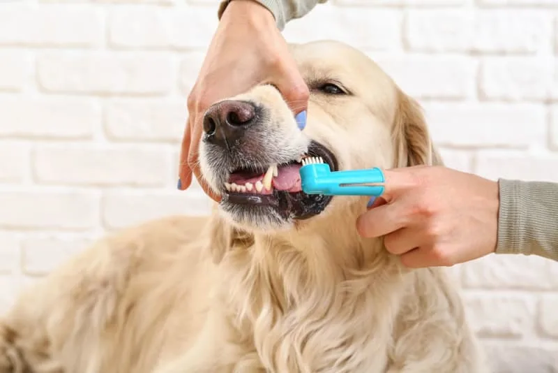 Common Dental Problems in Dogs