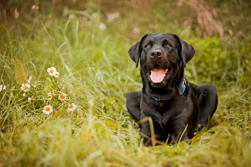 Blood in Dog's Stool: Is It an Emergency?