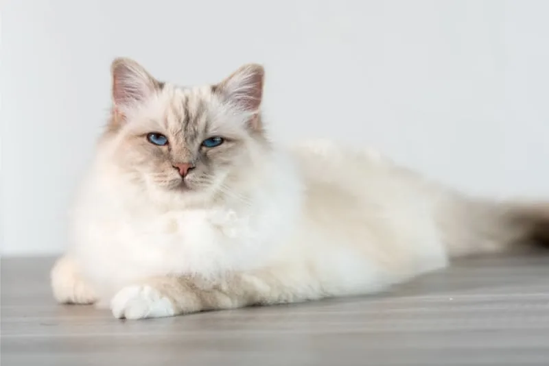 Cat Breeds That Live the Longest