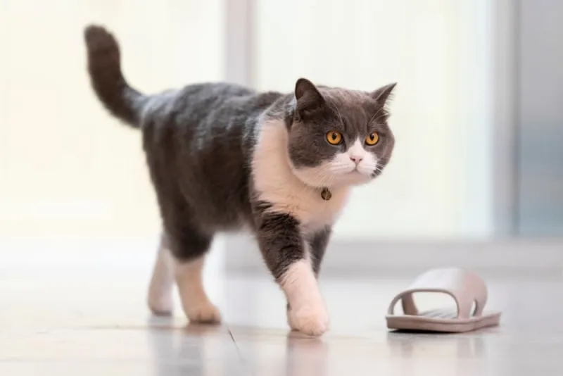 My Pet Can't Stand & Keeps Falling - Possible Causes & What to Do