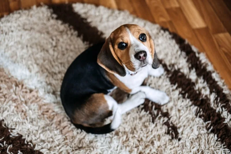 Signs Of Pain In Dogs