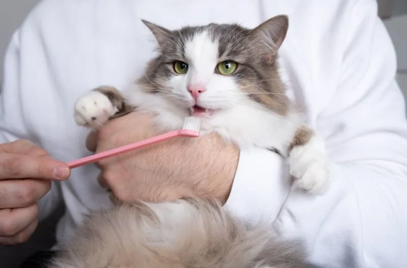 Cat Teeth Cleaning: How to Clean Cat's Teeth