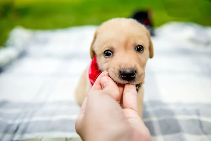 Puppy’s First Vet Visit: Checklist & What to Expect