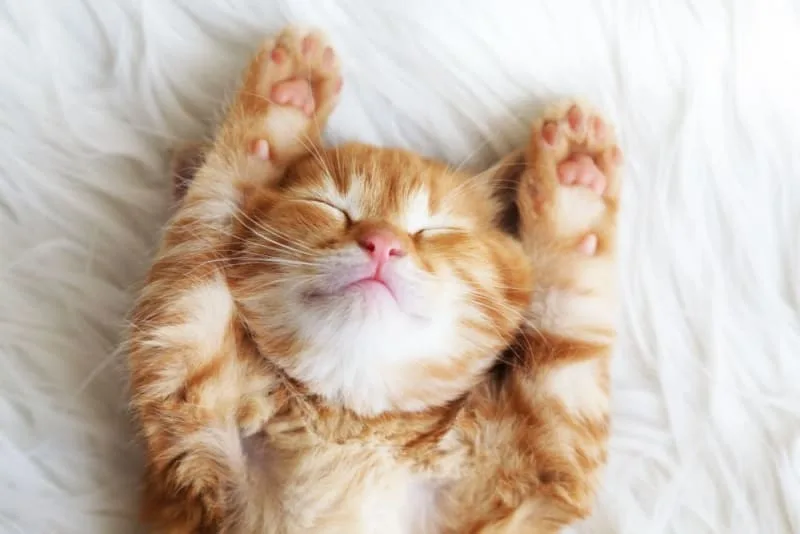 My Cat Sleeps Constantly: How Much Is Too Much & When Should I Worry?