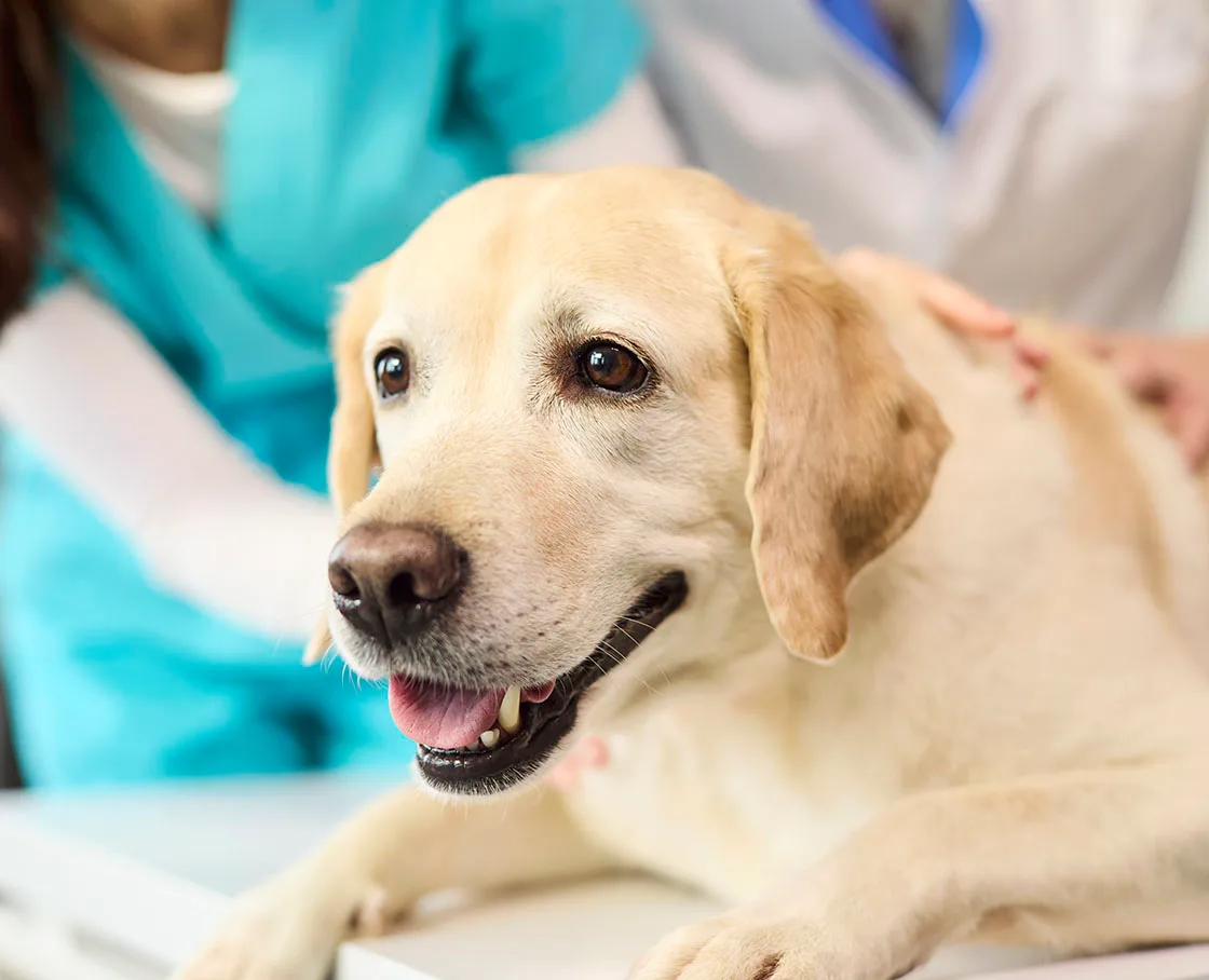 blond lab on exam table