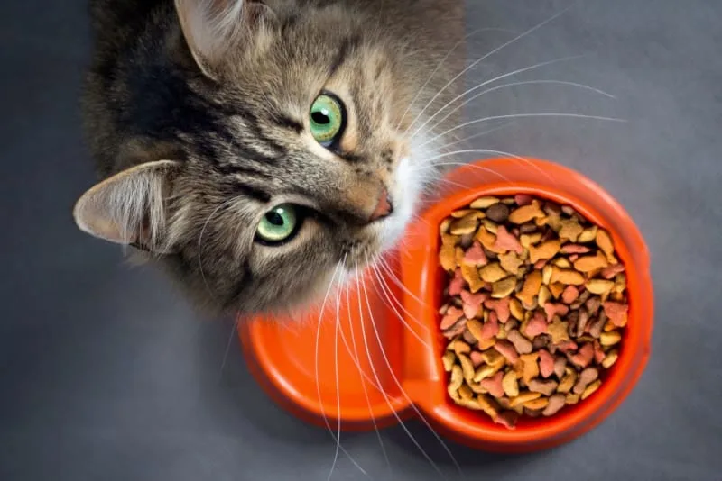 Does Dry Food Cause Kidney Failure in Cats?