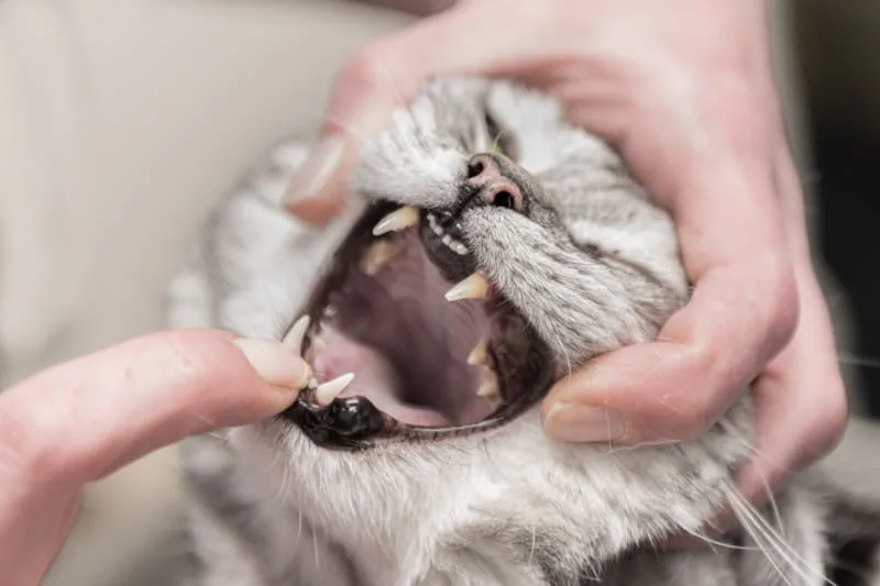 Common Dental Problems For Your Cat