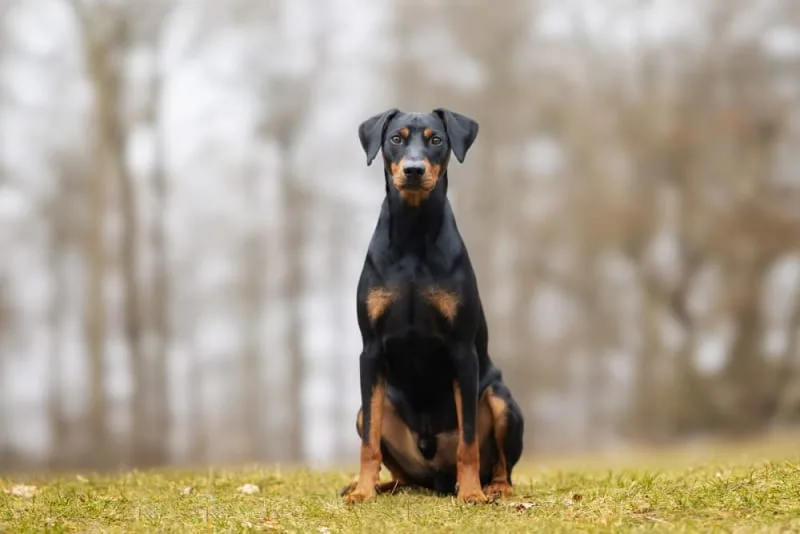 Knuckling in Puppies: Causes & Ways to Help Your Puppy