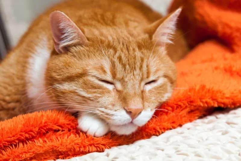 Bladder Stones in Cats