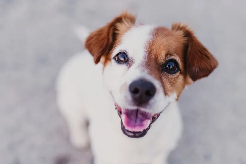 Dog Vision Problems: Blindness, Symptoms & How To Manage