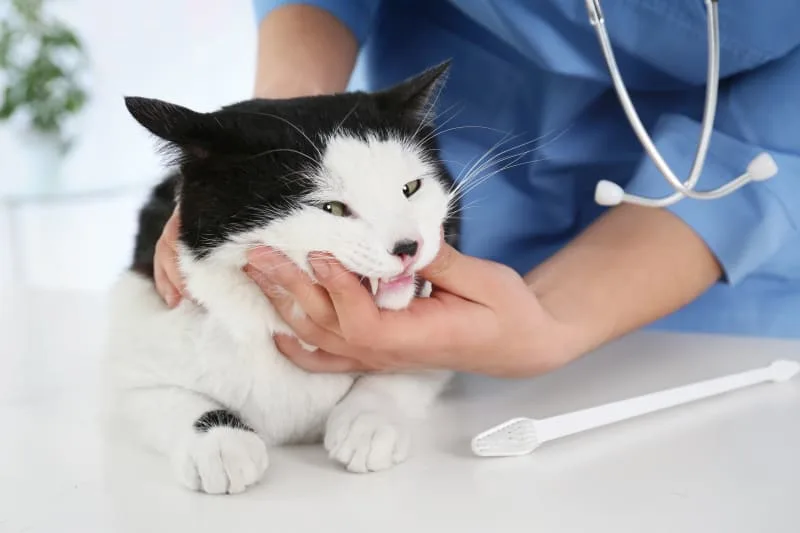 What Every Owner Should Know About Cats Dental Care