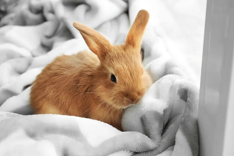 Rabbit Veterinary Care