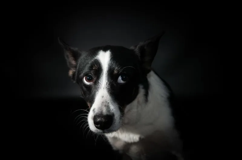 Vomiting in Dogs