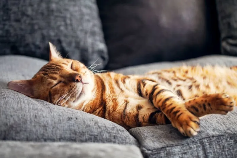 15 Cutest Cat Breeds