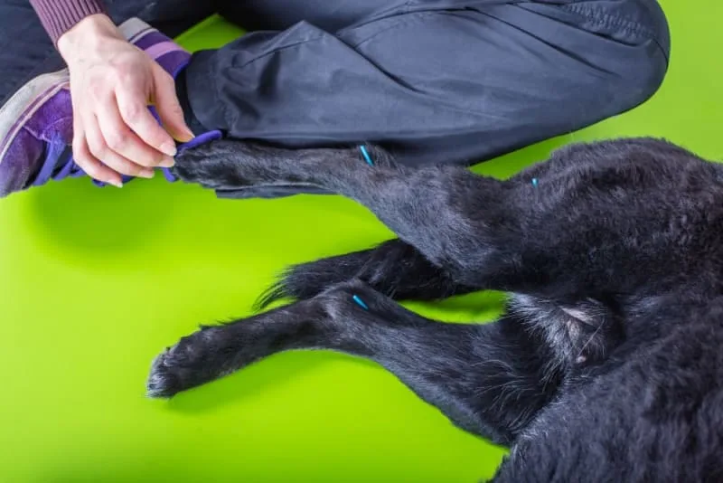 Dog Worse After Acupuncture: What Should I Do?
