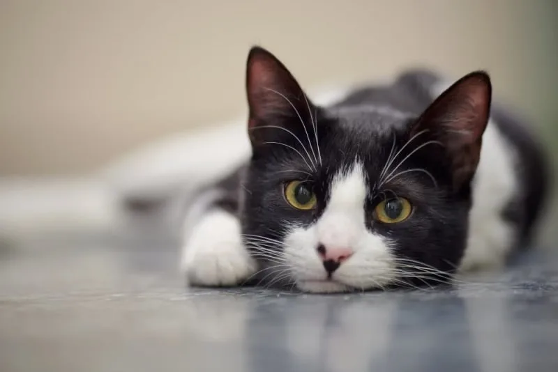 Cat Hernia Surgery