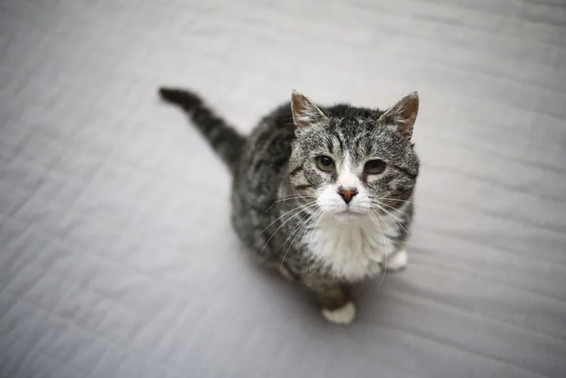 Old Cats – Caring for Senior Cats