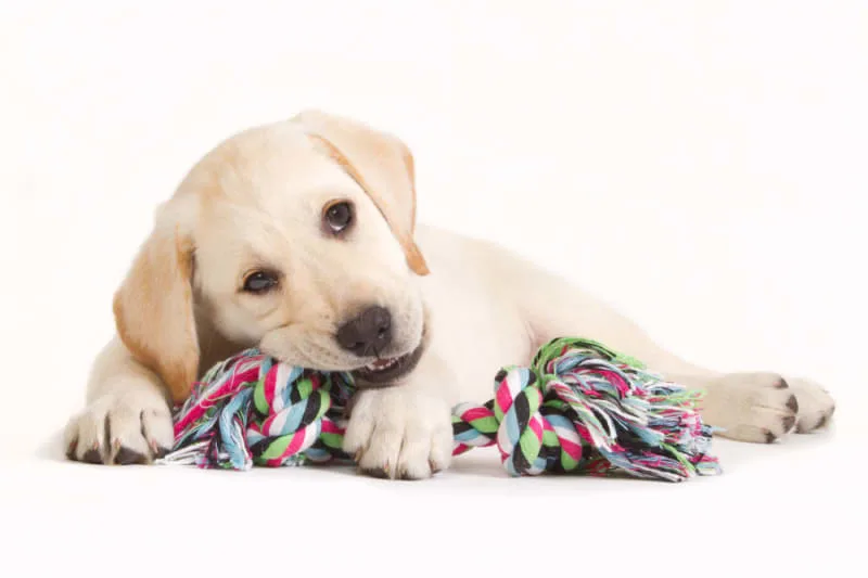 Teething Puppies: Tips & Tricks