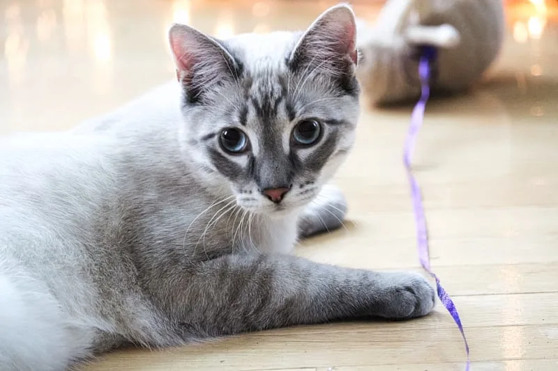 Cat Intestinal Blockage Surgery - Cost & Recovery