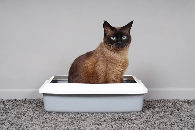 Should I Give My Cat Probiotics?