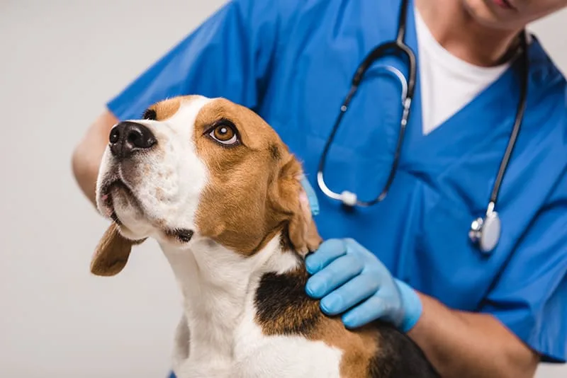 What to Expect During Your Pet's Routine Wellness Examination