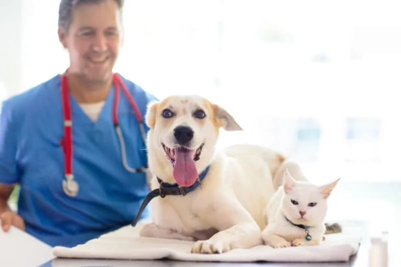 Preventive Care: A Cost-Effective Approach to Preventive Health