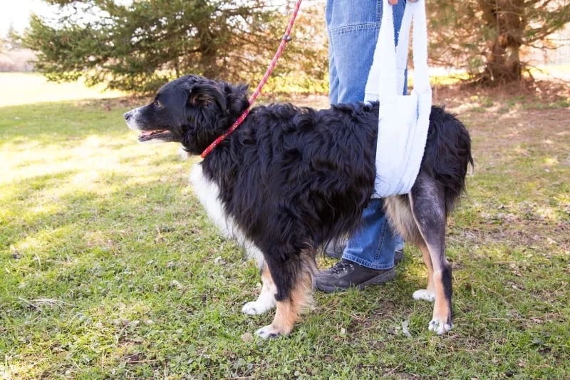 Dog Knee Surgery