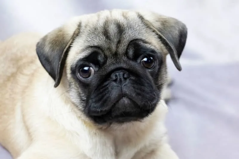 Brachycephalic Airway Syndrome in Dogs
