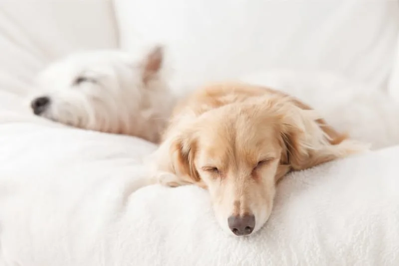 Anemia in Dogs: Recognizing Signs & Seeking Solutions