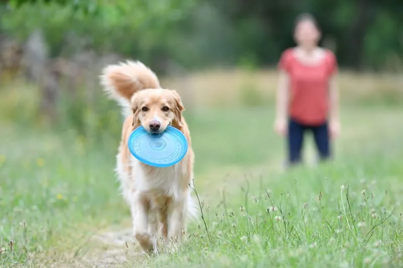 Fractured, Broken & Chipped Teeth in Dogs