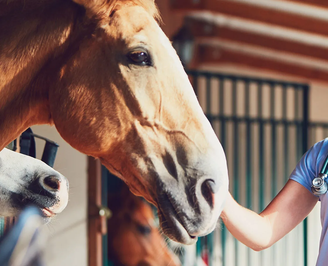 hand caressing horse nose