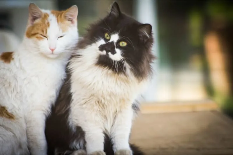 Does my pet cat need a friend?