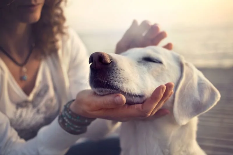 Constipation in Dogs: Signs, Causes & What to Do