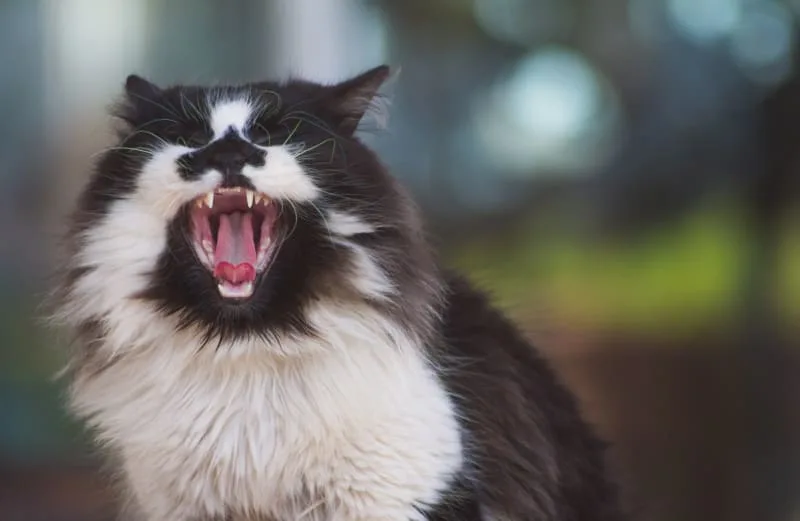Gingivitis in Cats - Symptoms, Causes & Treatments