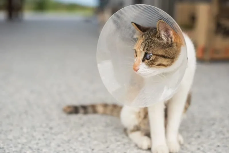 Cat Recovering from Surgery: How to Help Them Get Better