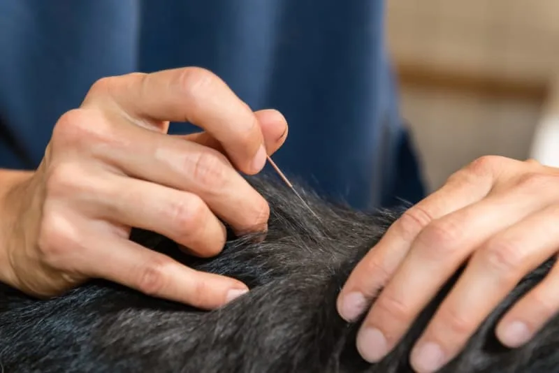 Myths & Facts About Veterinary Acupuncture