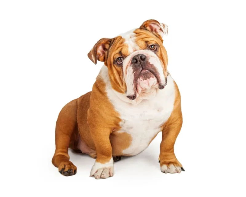 Common Causes of Diarrhea in Dogs - And What You Can Do About It!