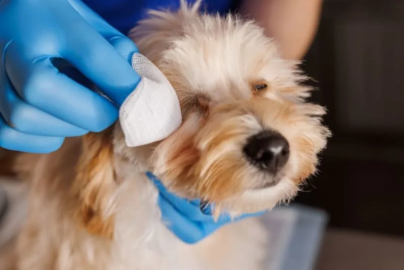 Dog Eye Infection - Causes & Treatment Options