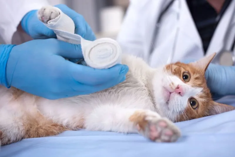 Signs That Your Cat Has a Broken Leg