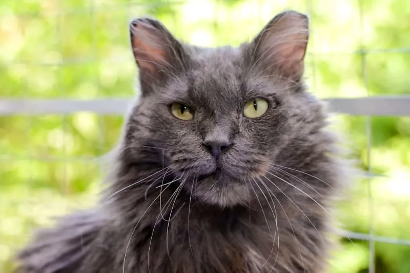 Aging Cats: When Is a Cat Considered a Senior?