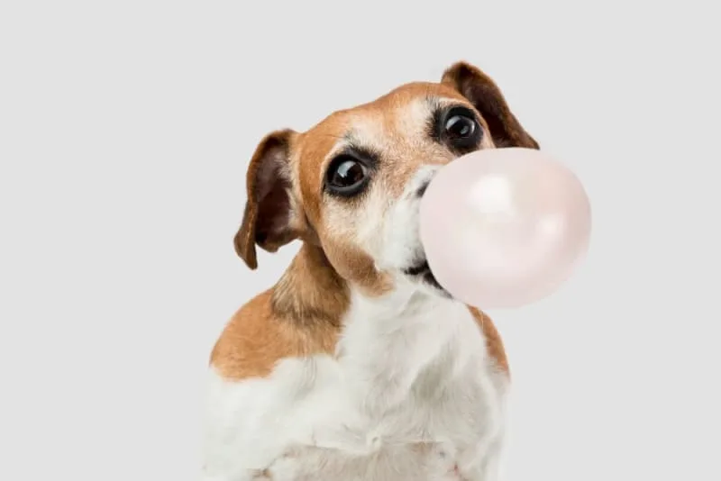 My Dog Ate Gum? Is That Dangerous?