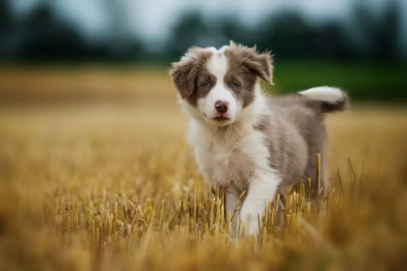 Puppy’s First Vet Visit: Checklist & What to Expect