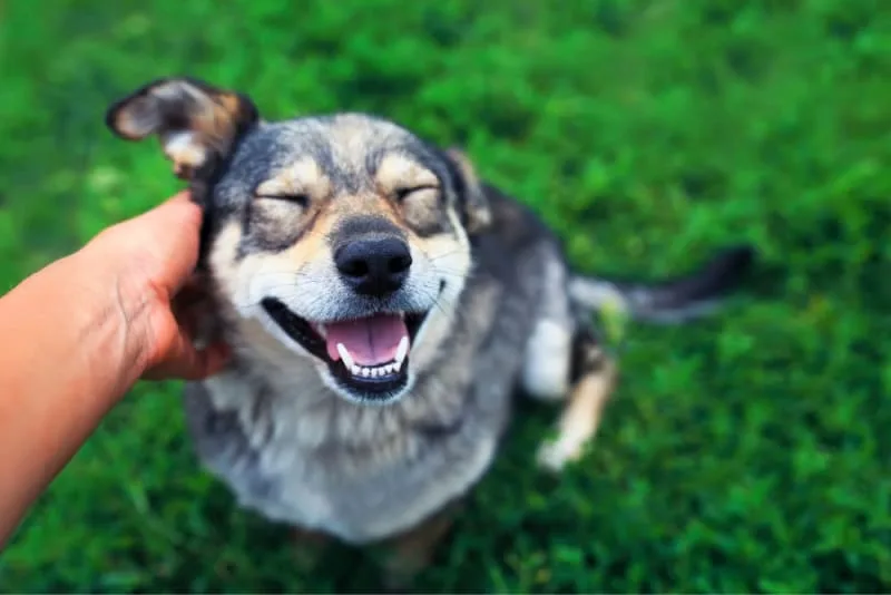 Bad Breath in Dogs: Causes & Remedies