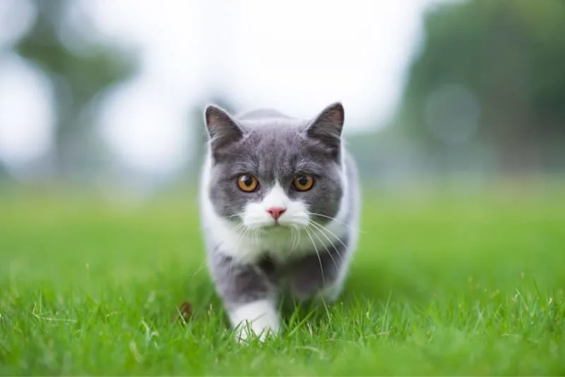 Rabies in Cats: What To Know