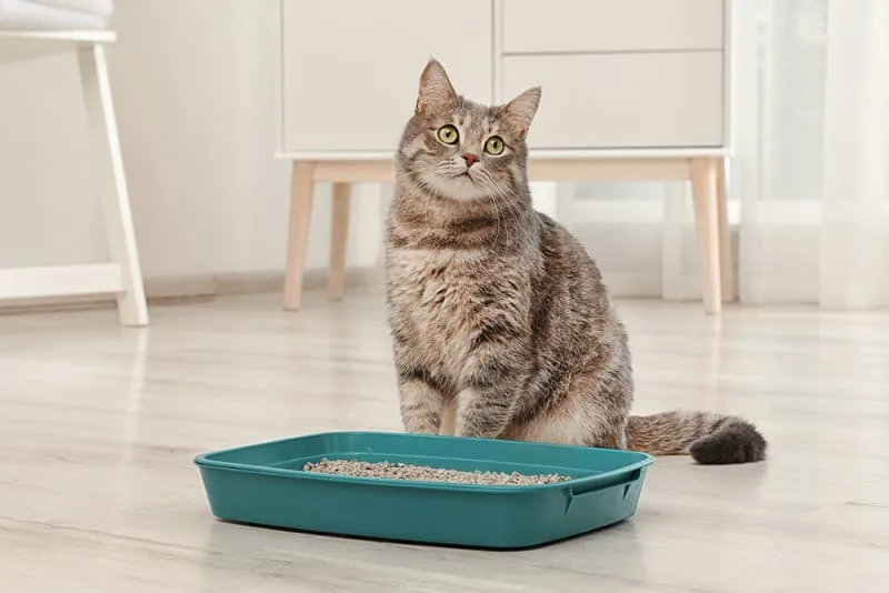 Cat PU Surgery & Recovery