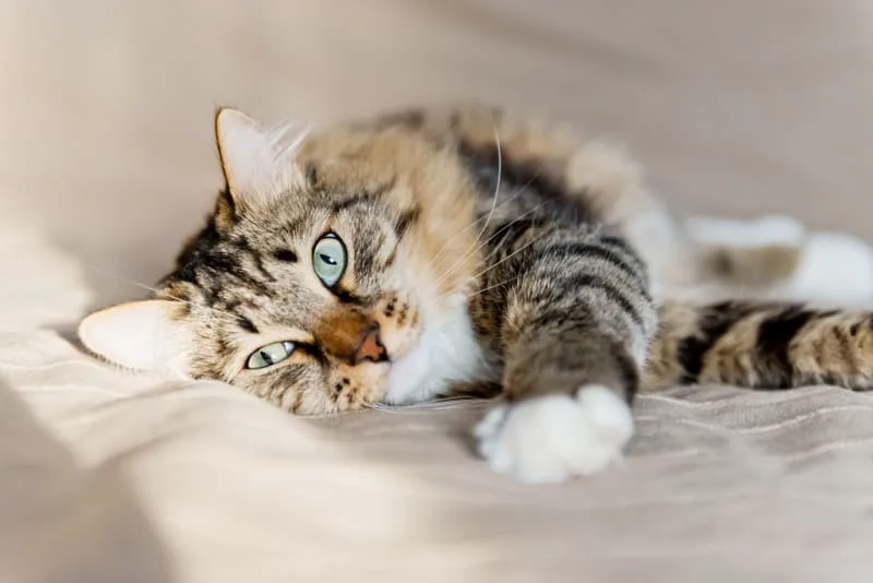 Heavy Breathing in Cats