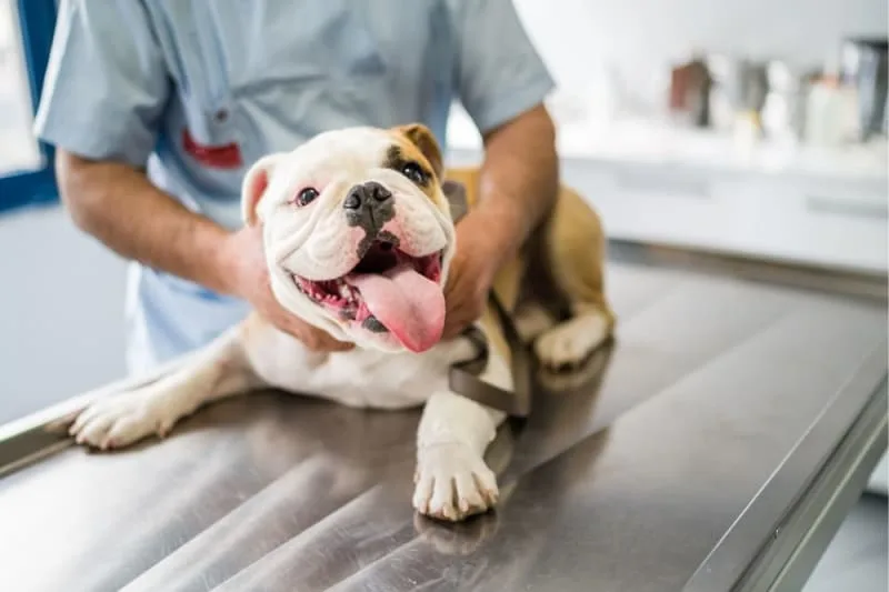 Can a dog have a reaction to the Bordetella vaccine?