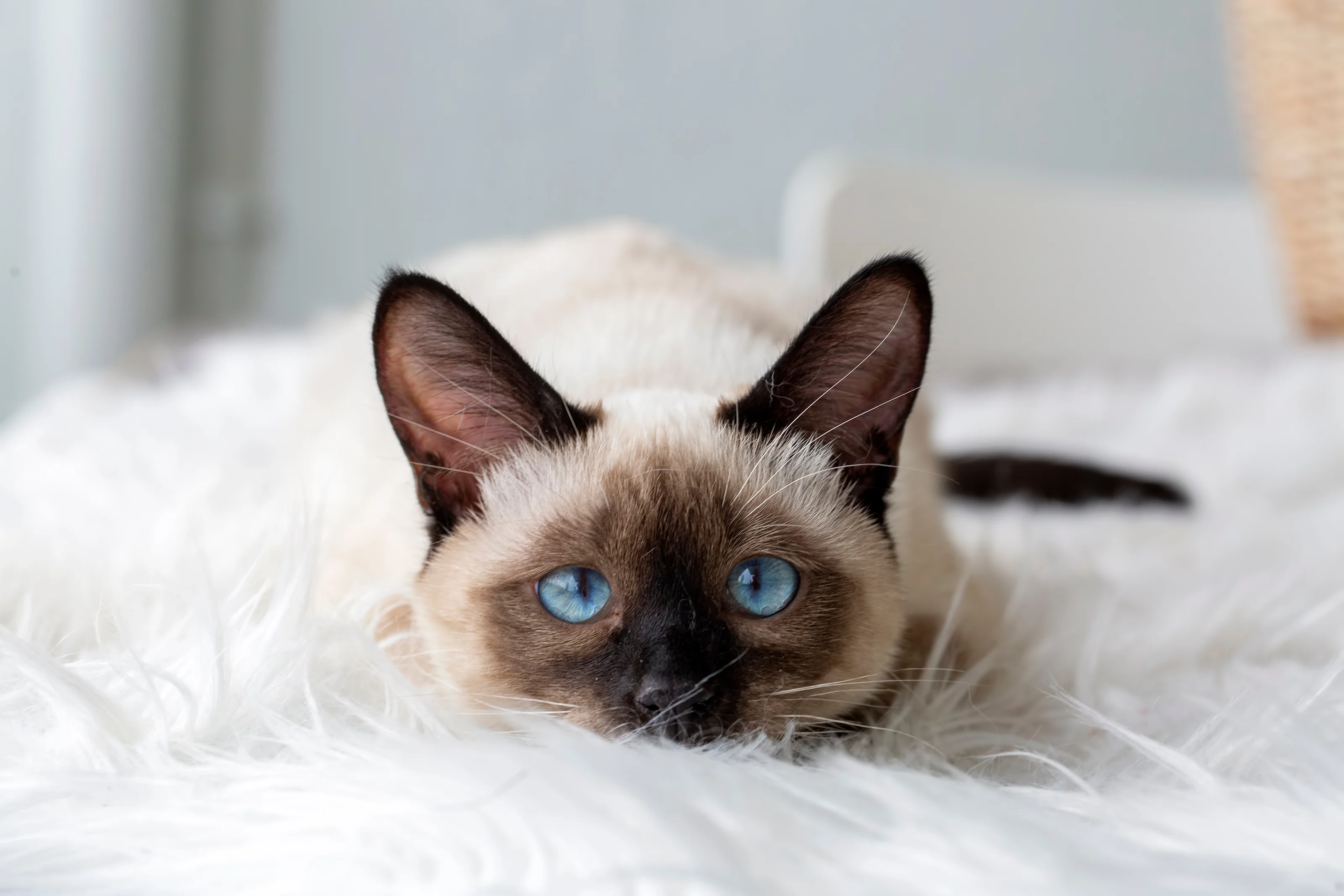 Siamese kitten looking at camera on fluffy white shag rug